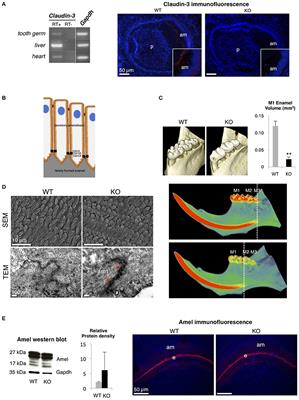 Claudin Loss-of-Function Disrupts Tight Junctions and Impairs Amelogenesis